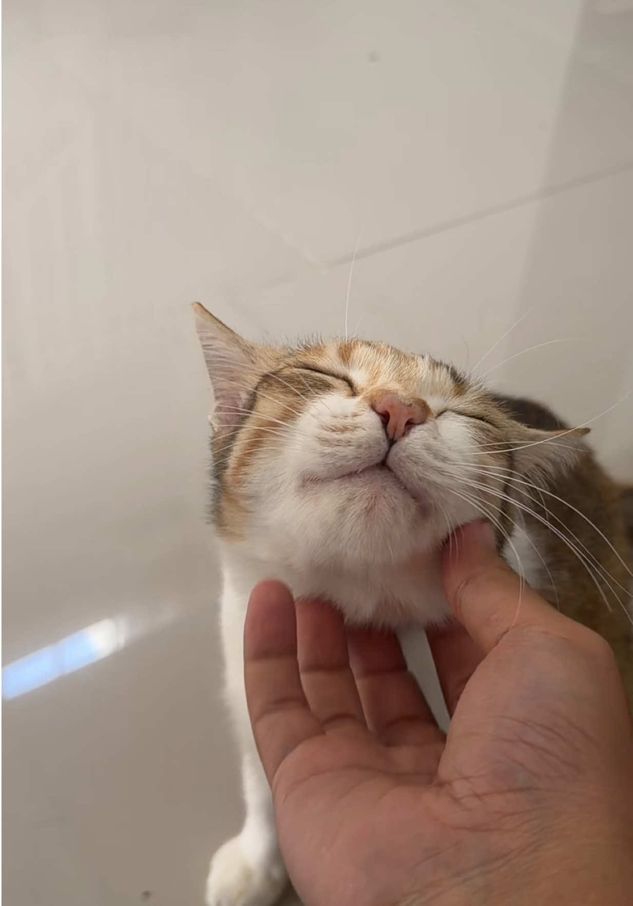 @Rapalguna | bapakkucing 🐱