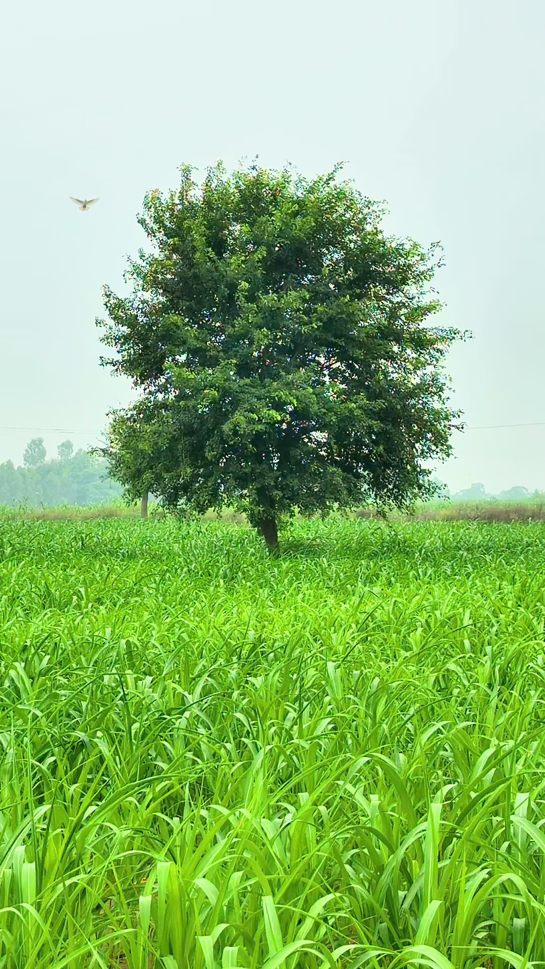 @faizbhatti1120