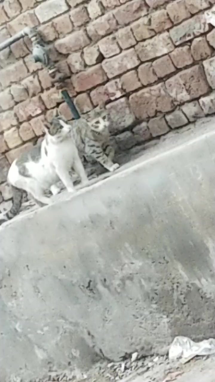 @✅سیٹھ سجیل احسن