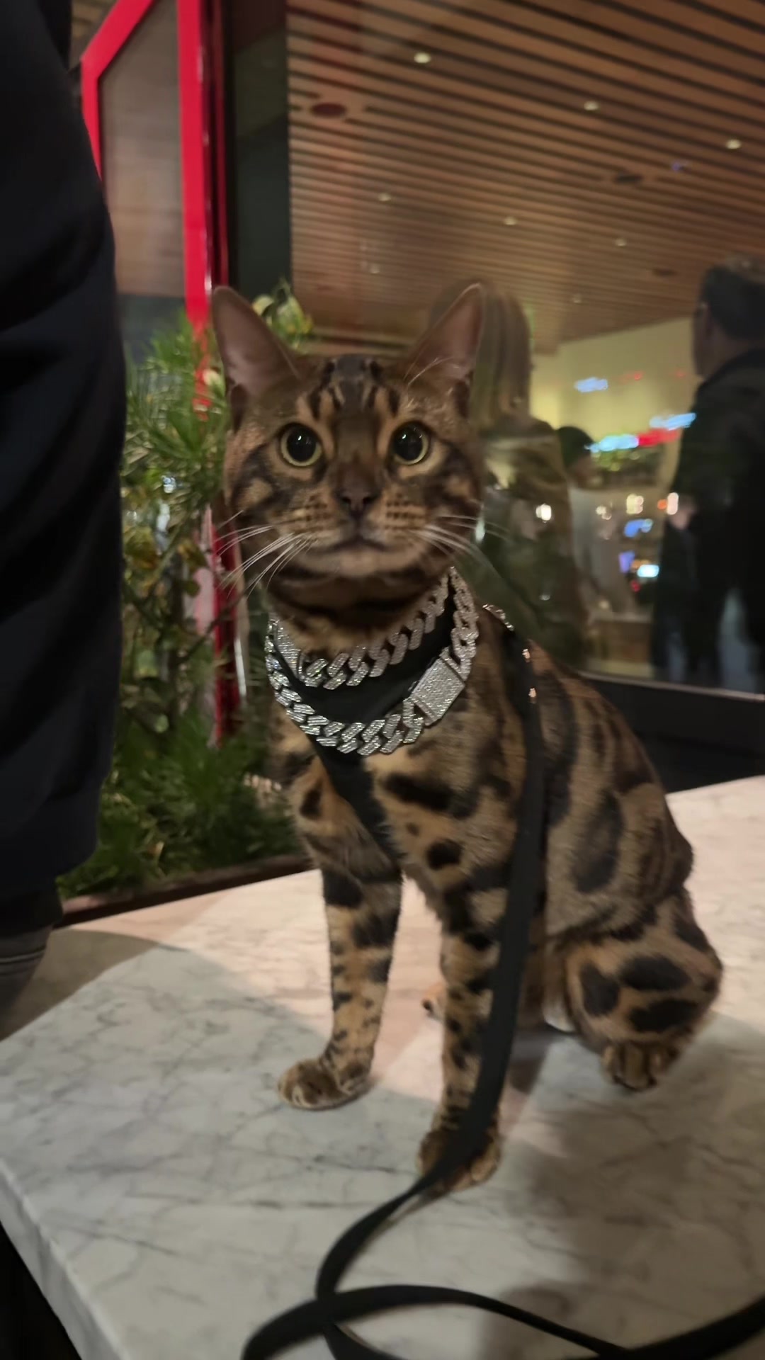 @Bengal Cats