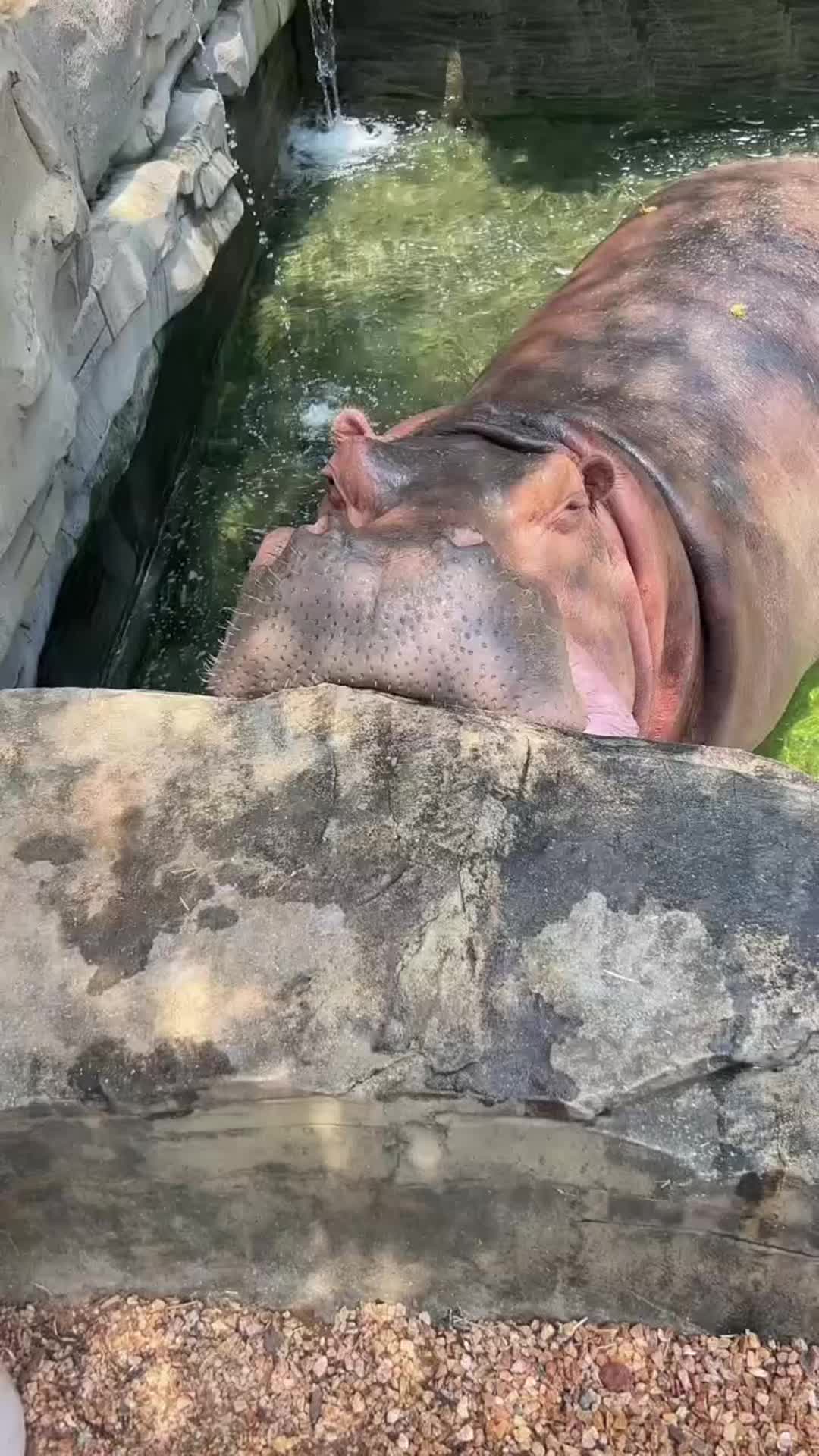 @Hippo