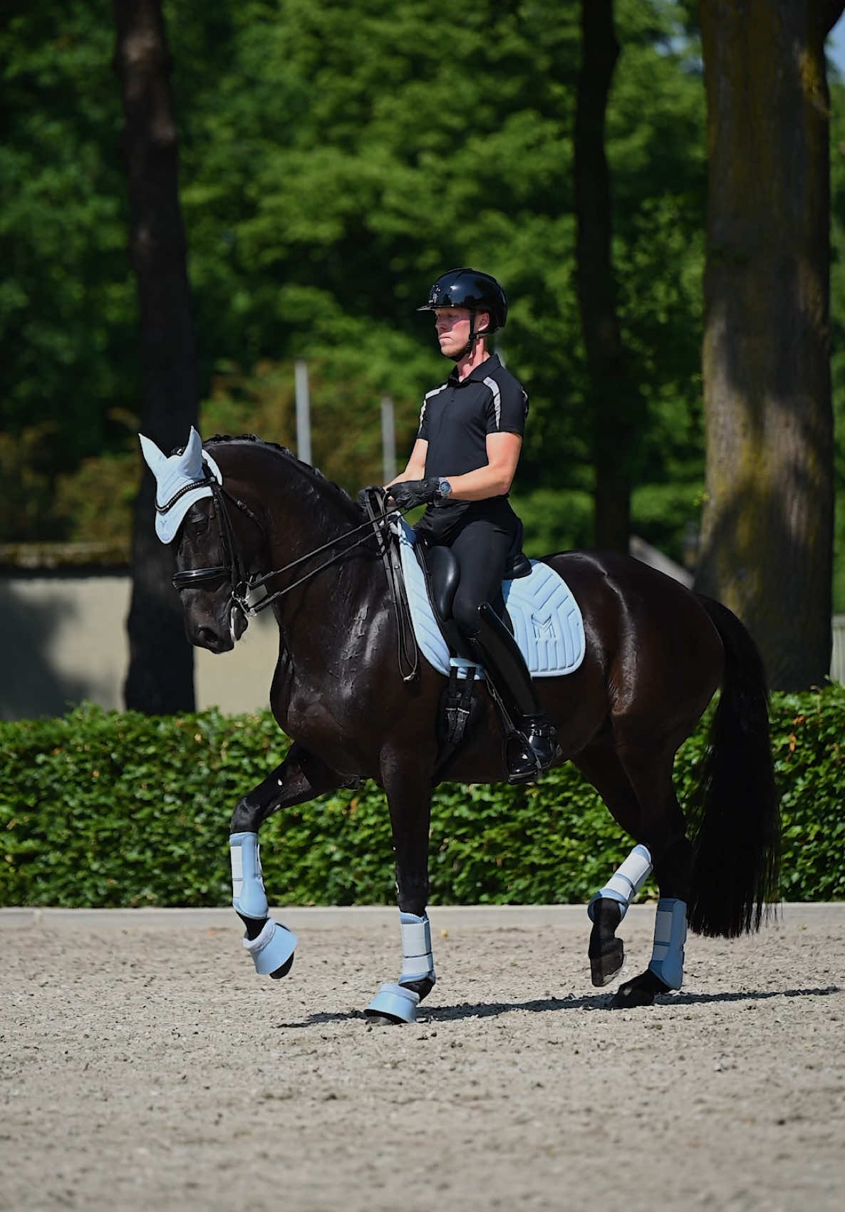 @Maximilian Equestrian