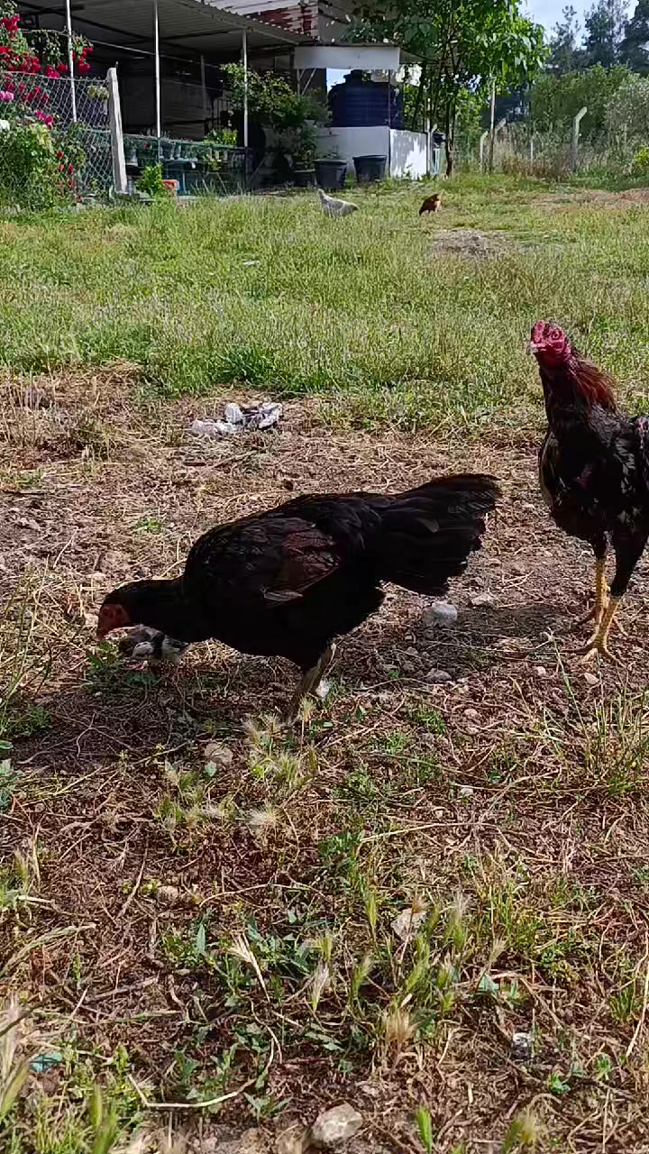 @Gürkan