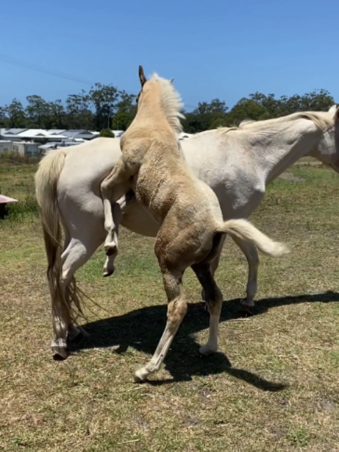 @Myhorsewillow