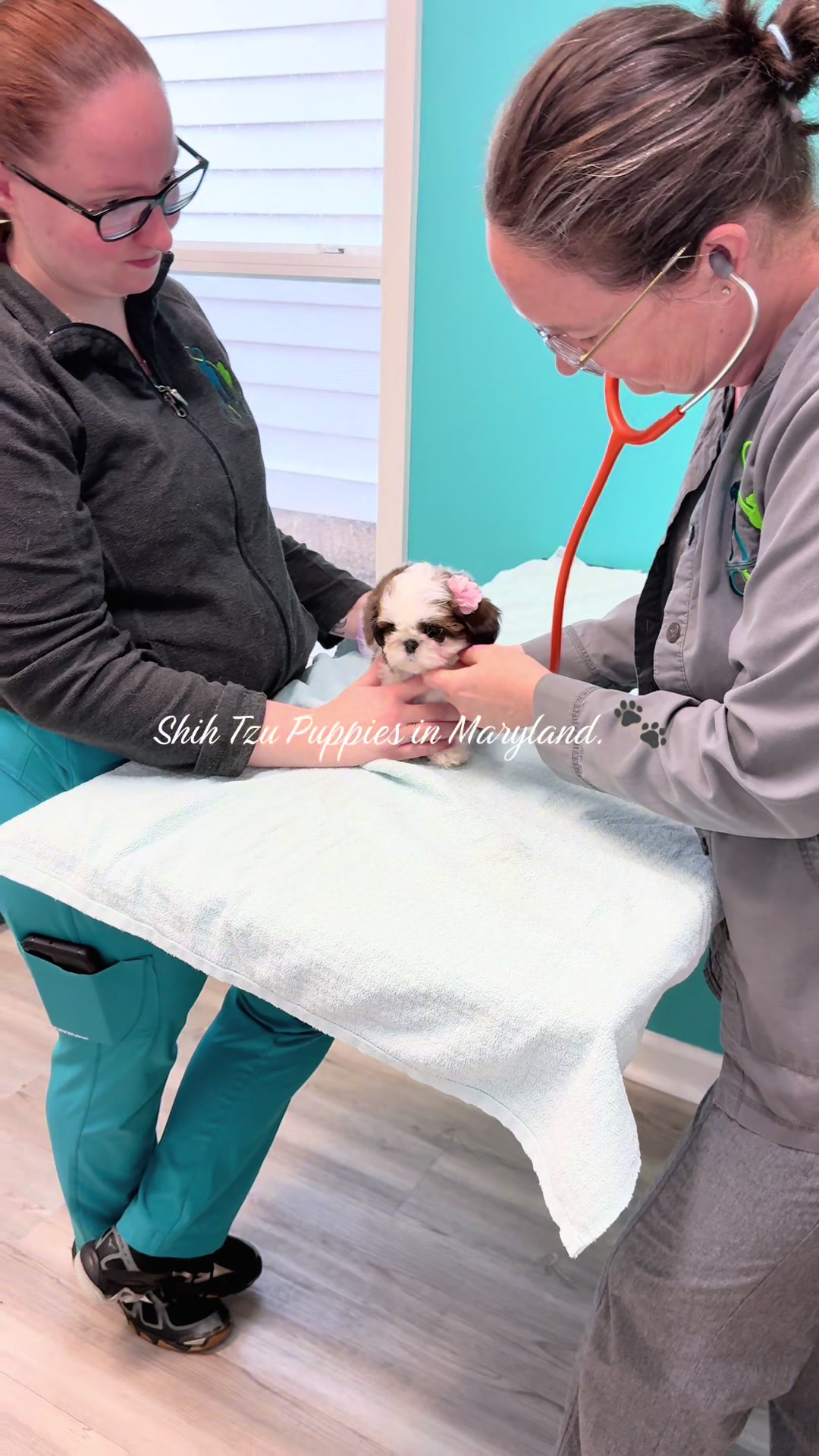 @Shih Tzu Puppies in Maryland