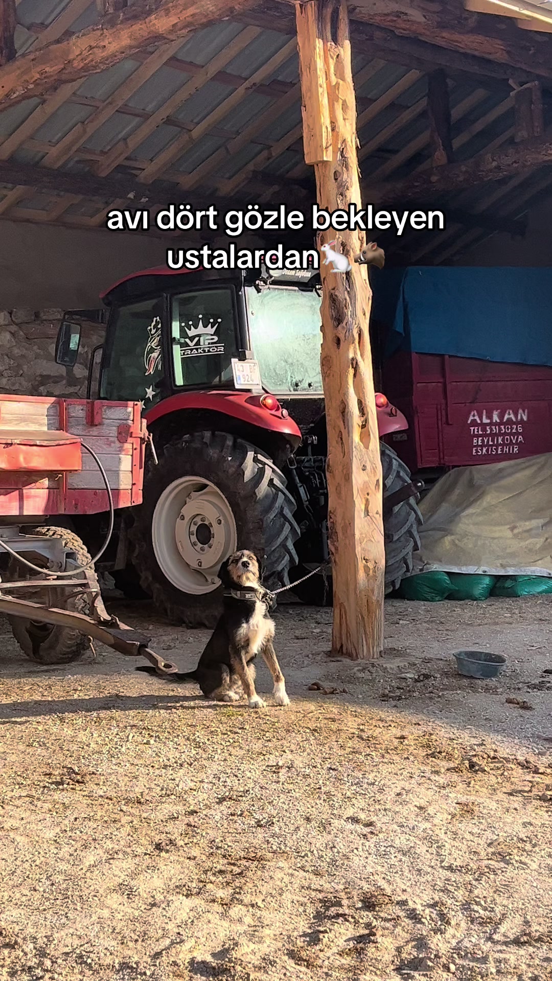 @ลABAN KOLTKA