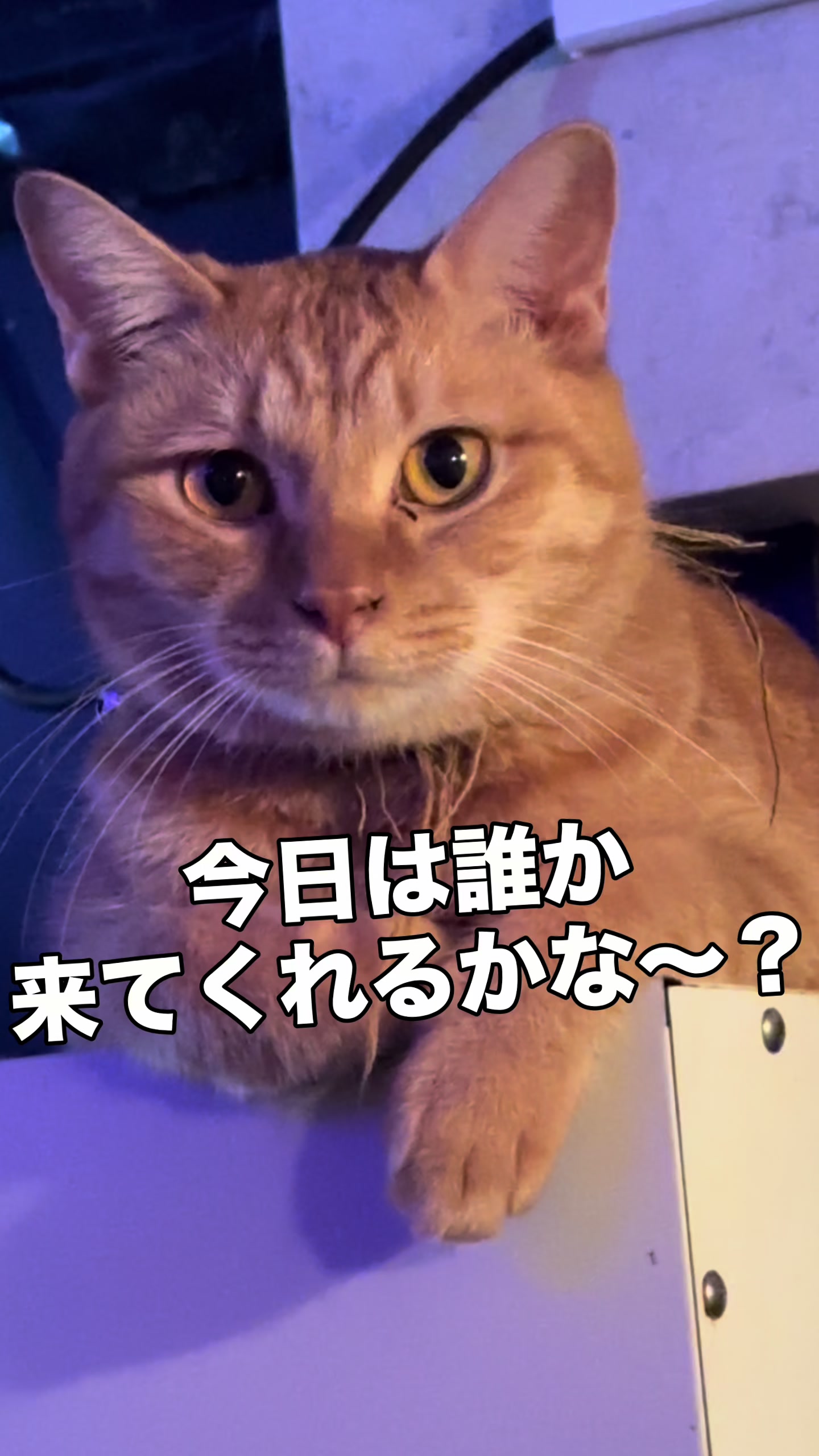 @Cats in the Box.