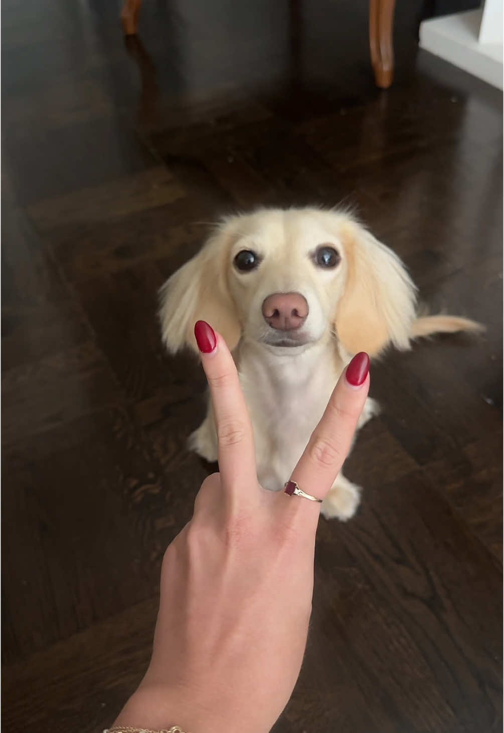 @Bisou 🤍 Cream Mini Dachshund
