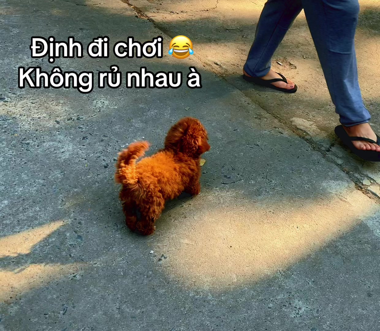 @THẾ GIỚI CH&Oacute; M&Egrave;O XINH😘