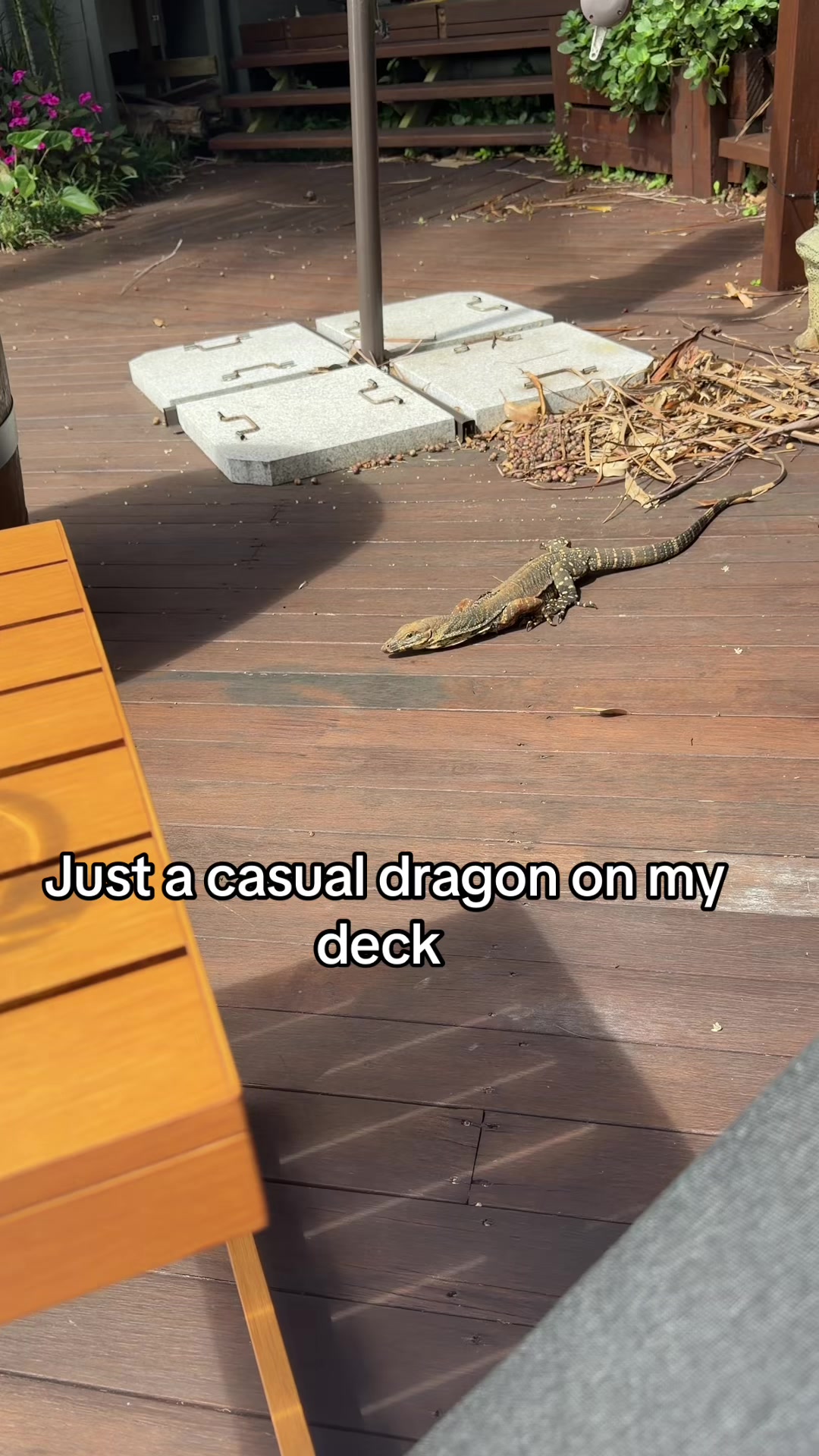 @Scarlet Chase