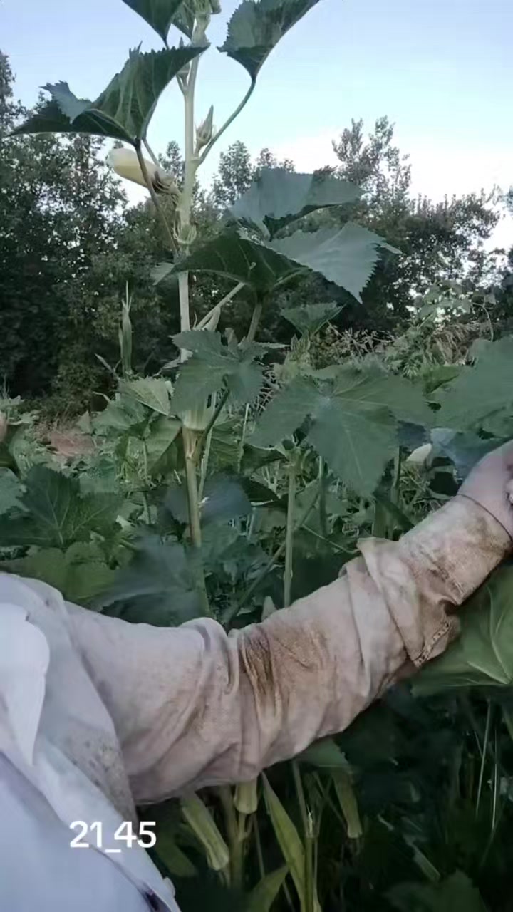 @Saliha Yavuz