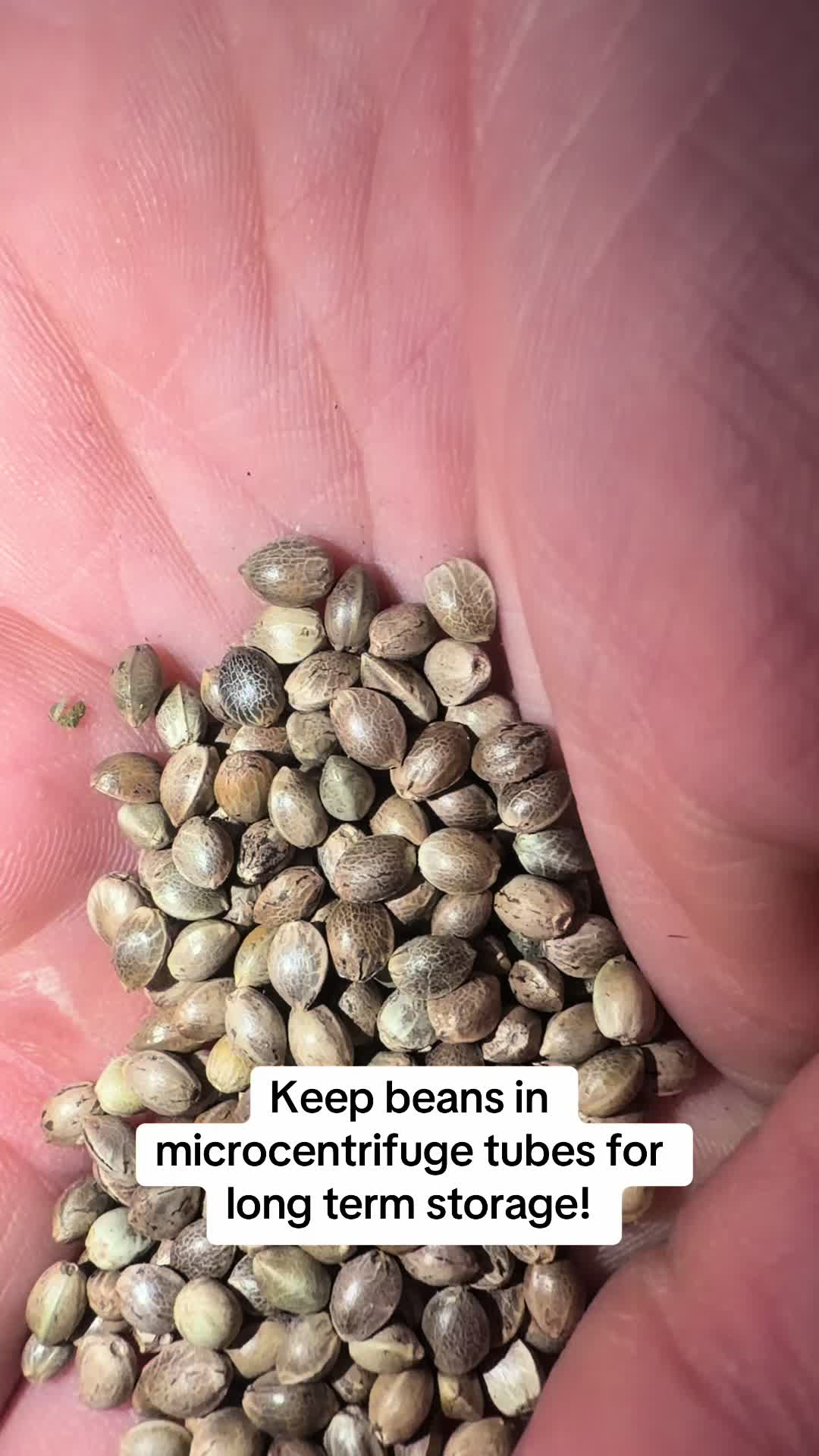 @SEEDTIVA