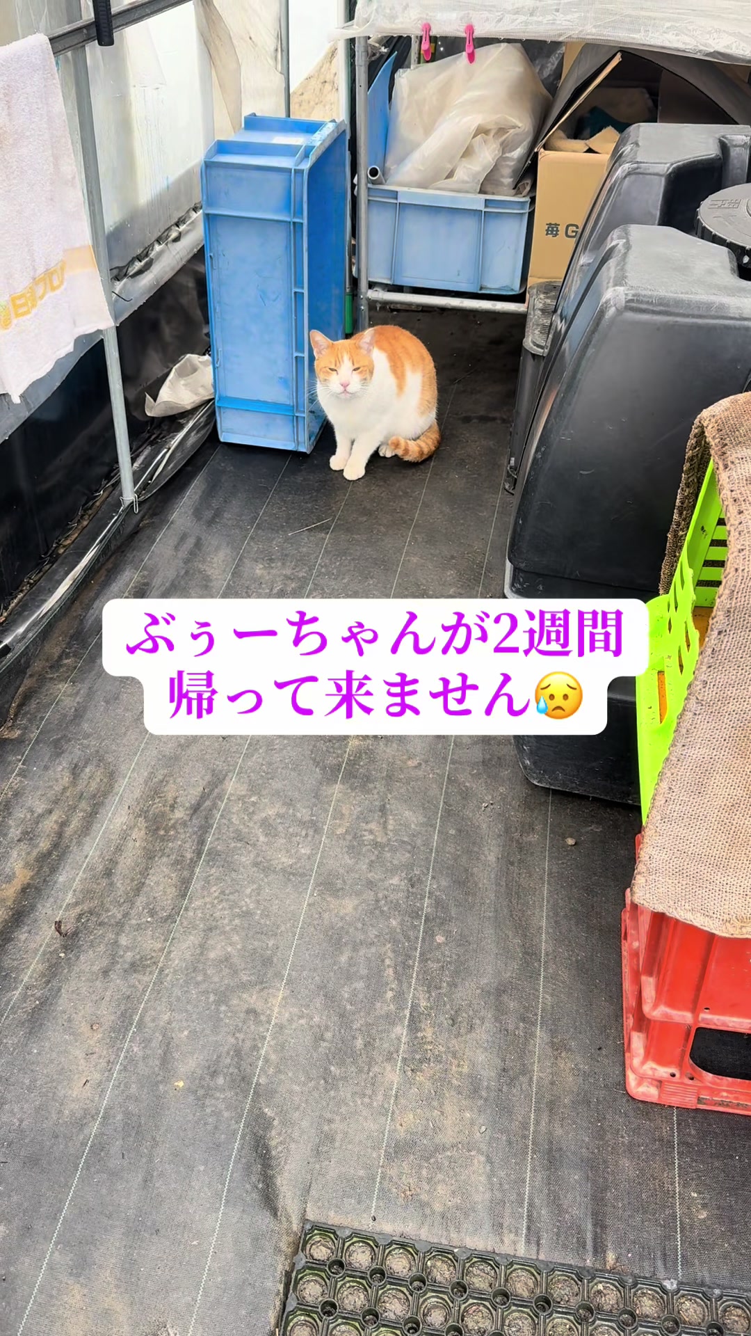 @JUN🍓👑農家のオバタン