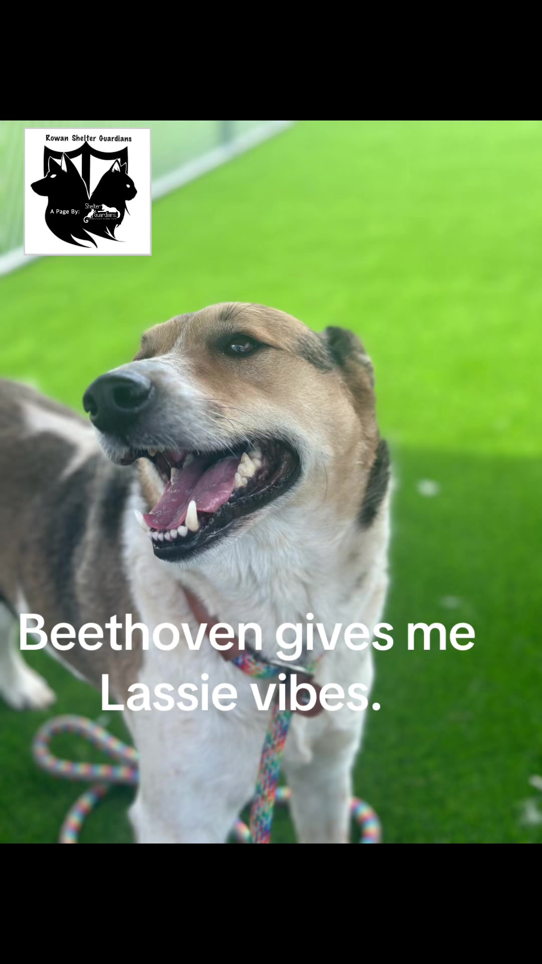 @Crazy Dog Lady