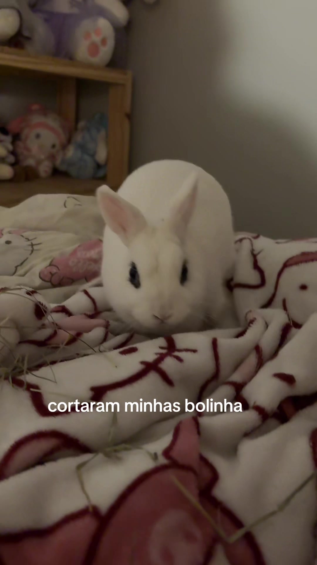 @Bella Zanini
