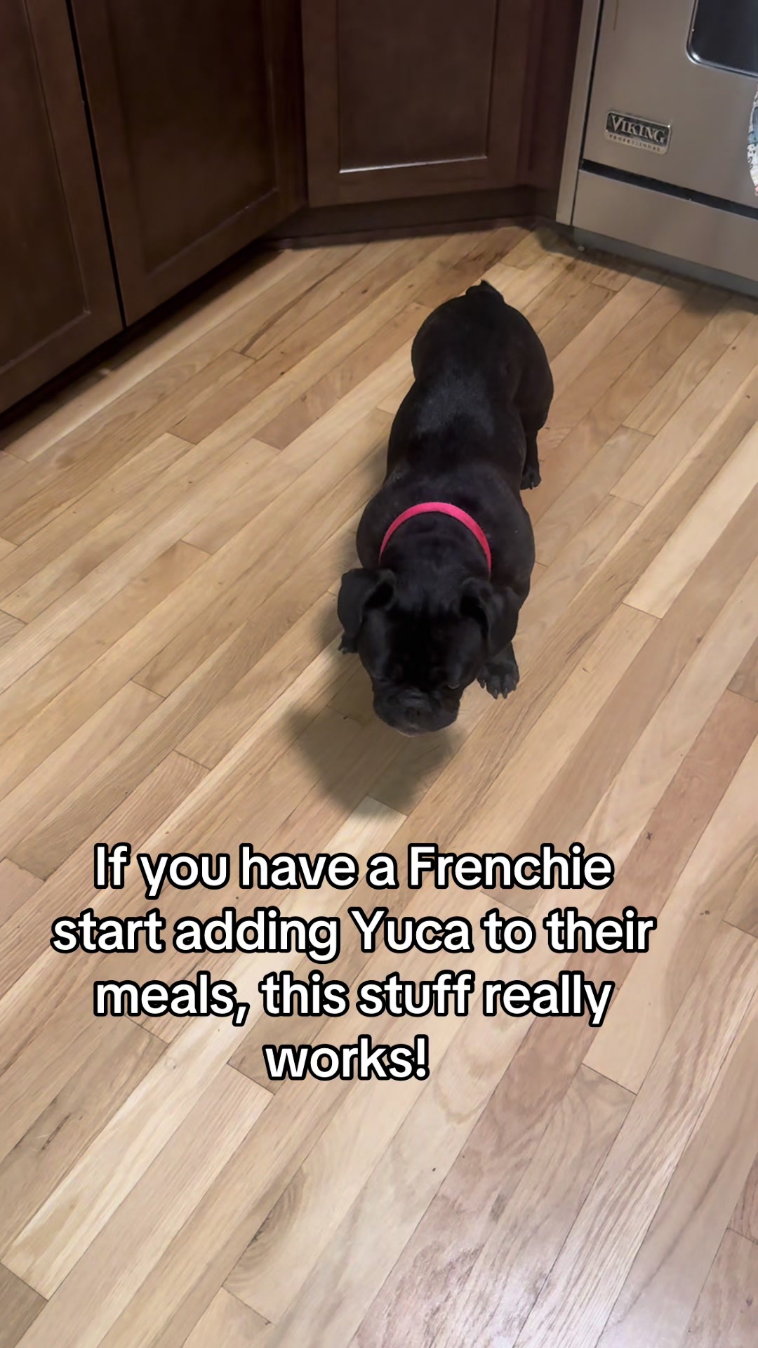 @Hound House Treats