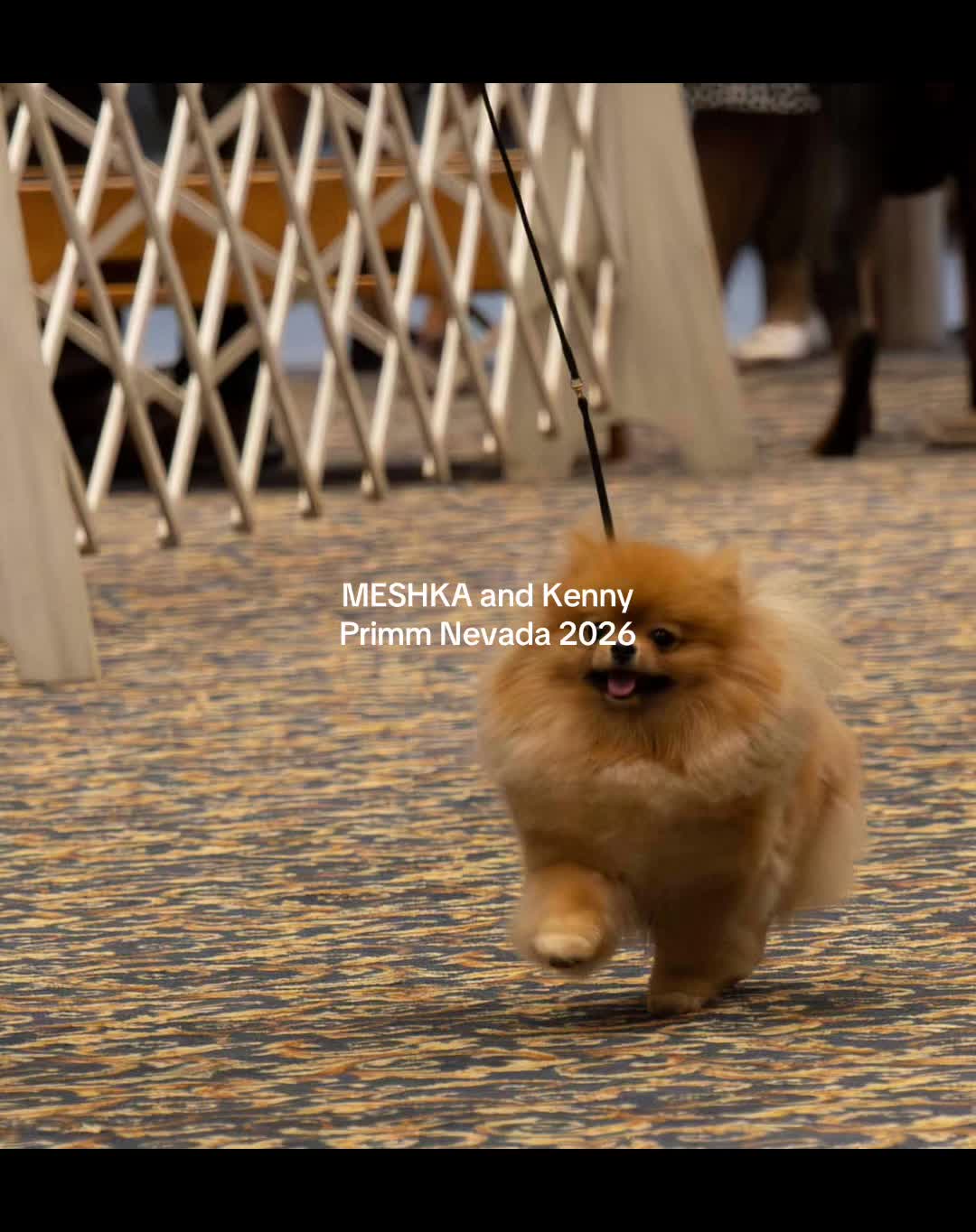 @Life of MESHKA the Pomeranian