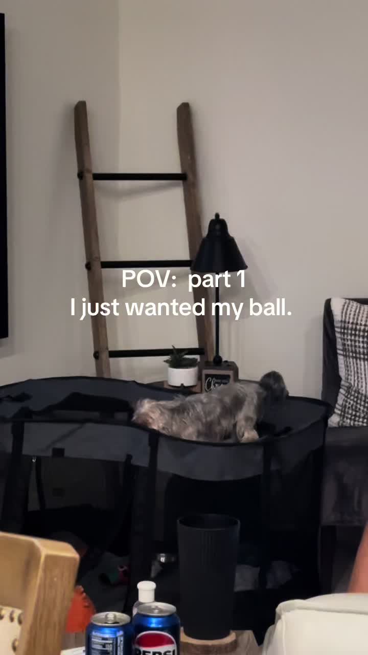@Penny the Yorkie