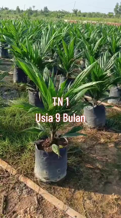 @BOS SAWIT
