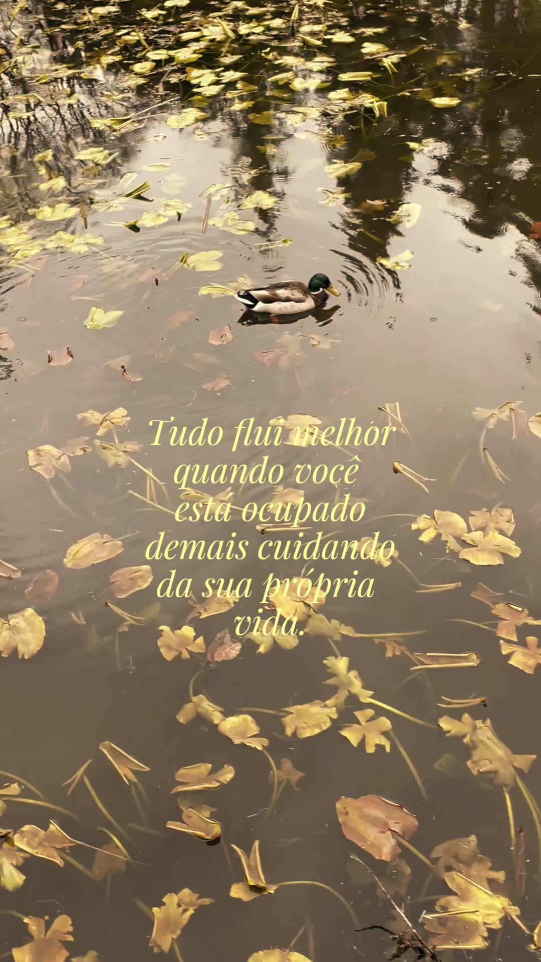 @Aline Ribeiro