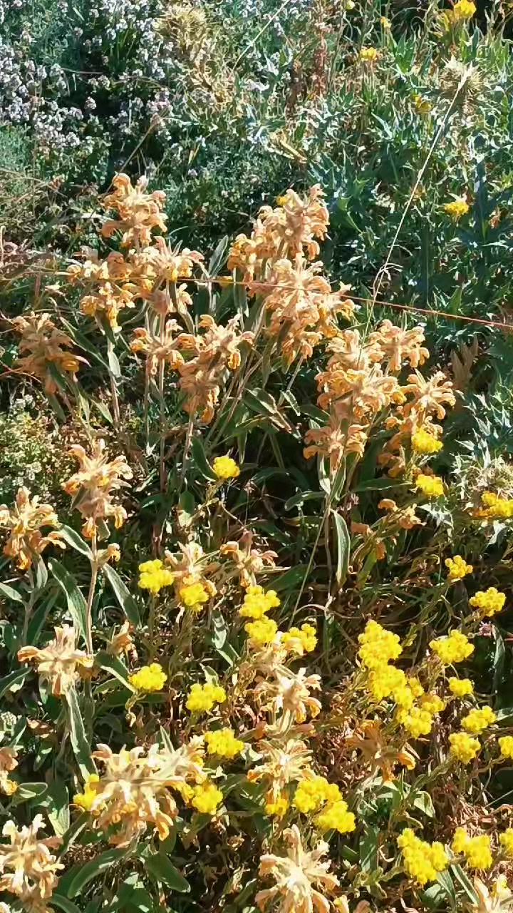 @DAĞCI.46