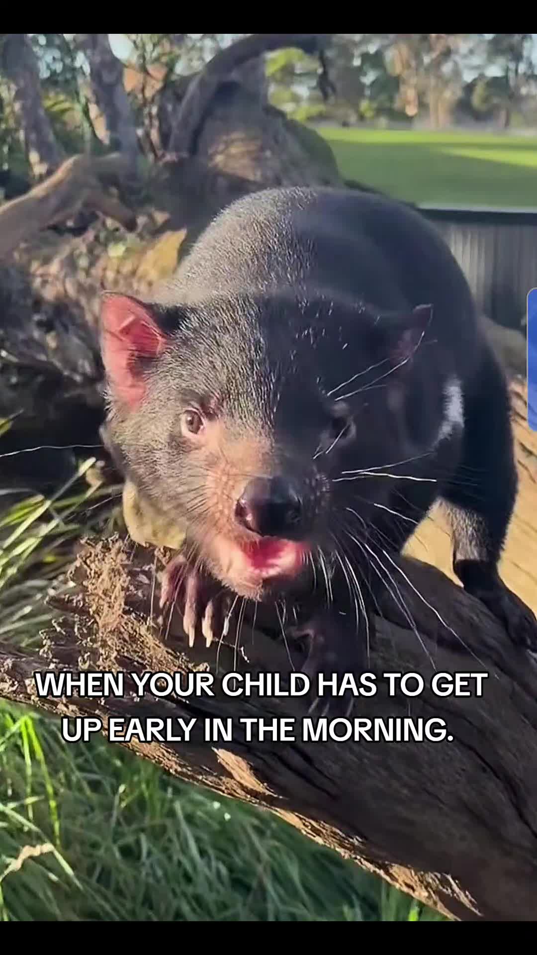 @Wheems