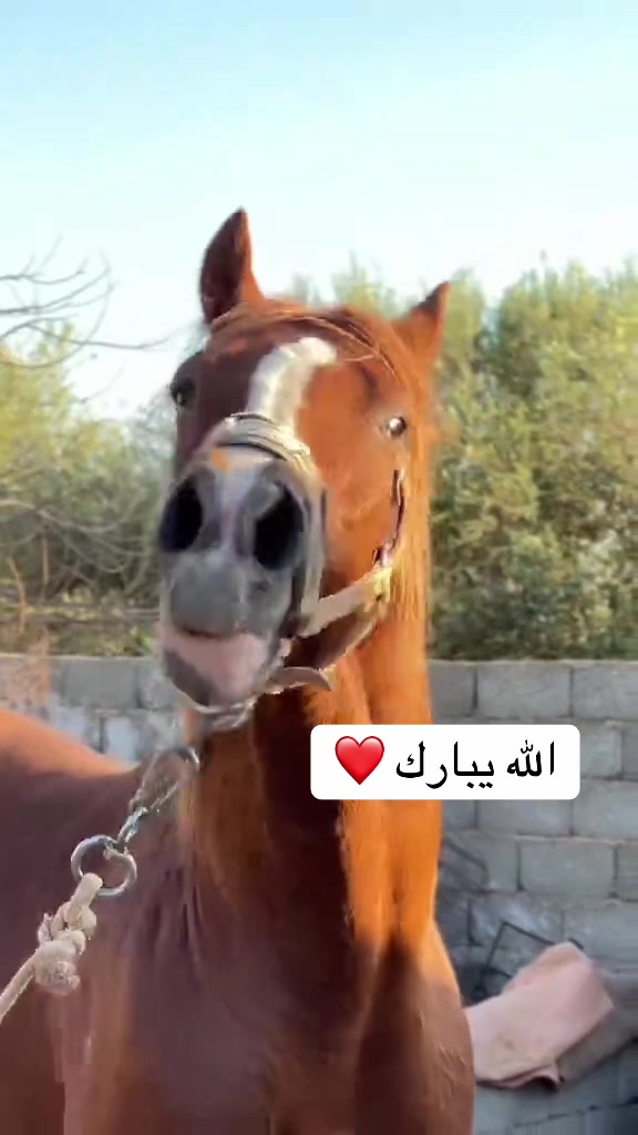 @حسن الذويبي
