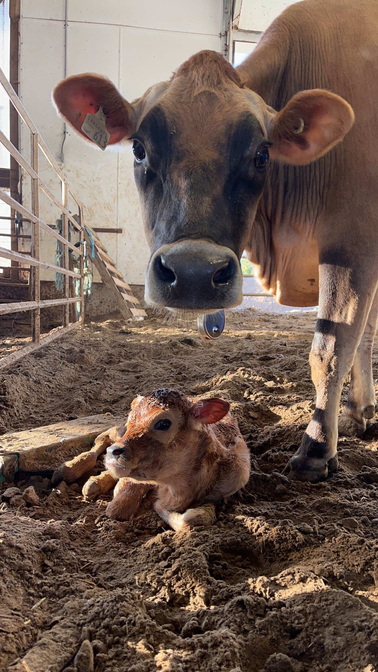 @Krestlink Holsteins