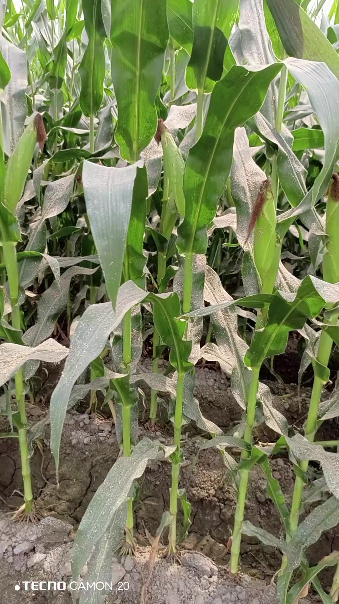 @Miandairyfarm