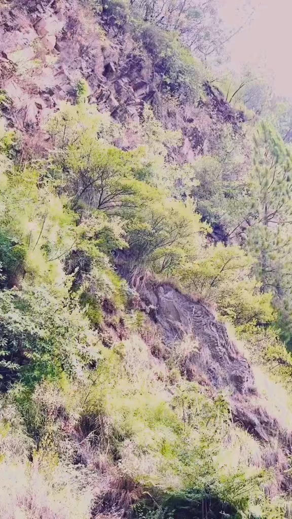 @SAEED PANSOTA