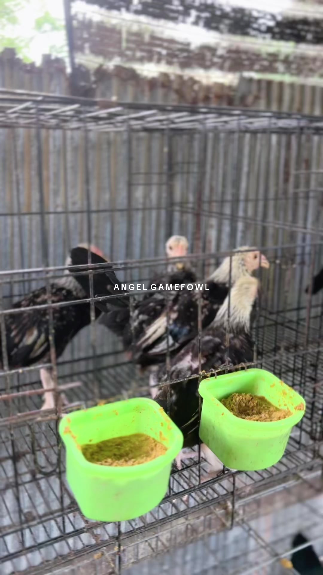 @angelsgamefowl88