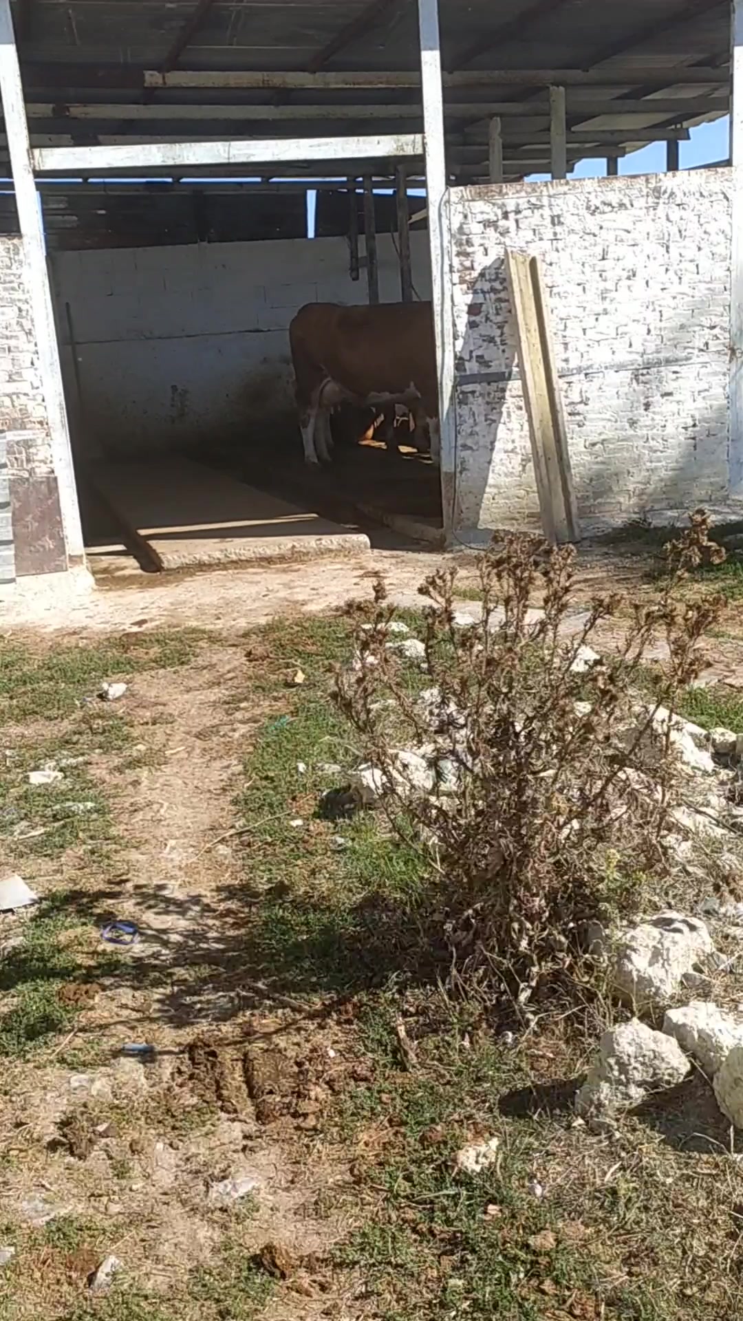 @yusafzai