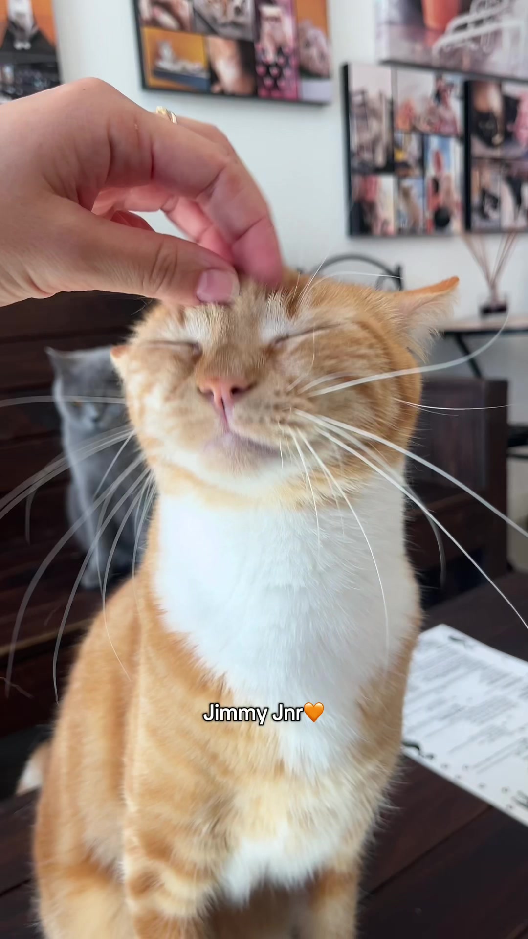 @crazycatcafe