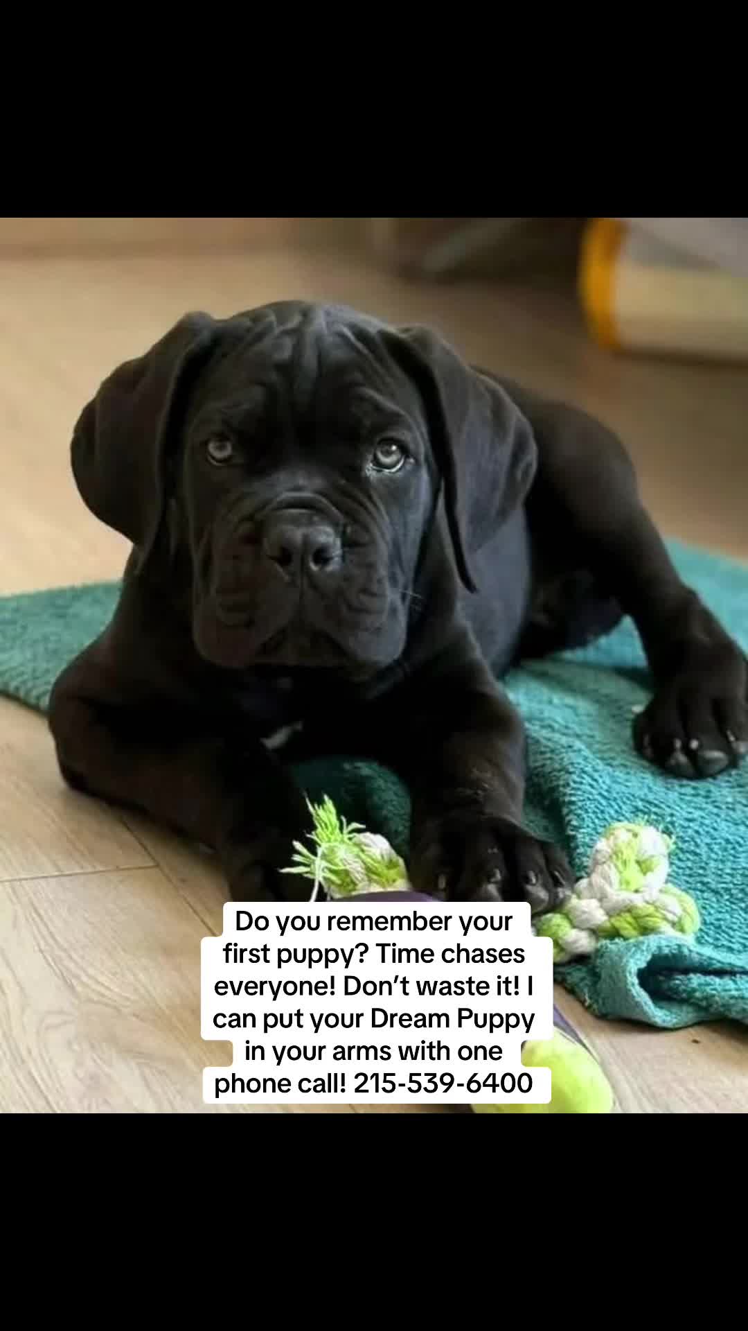 @Ultimate Puppies
