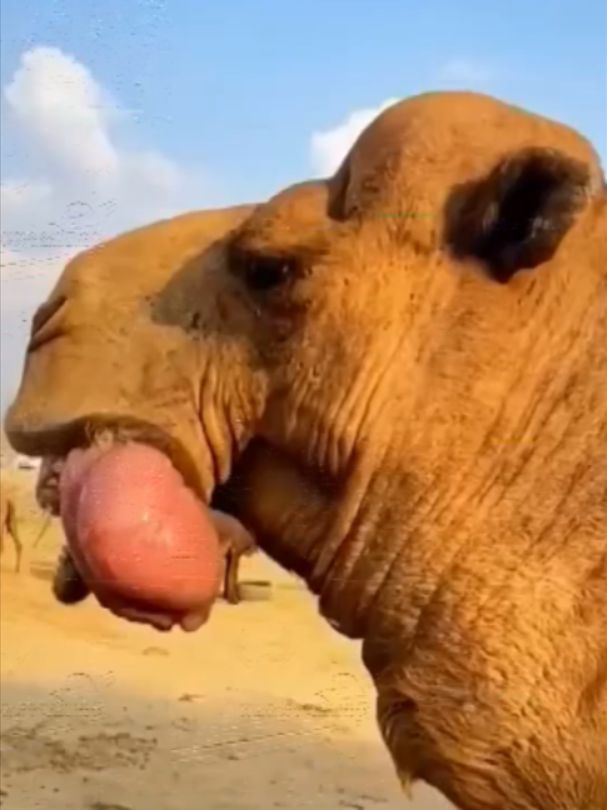 @Mundo dos Animais