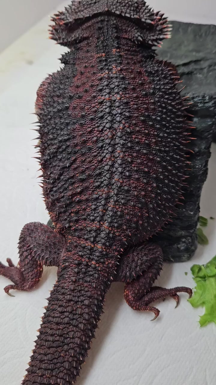 @Morph Reptiles