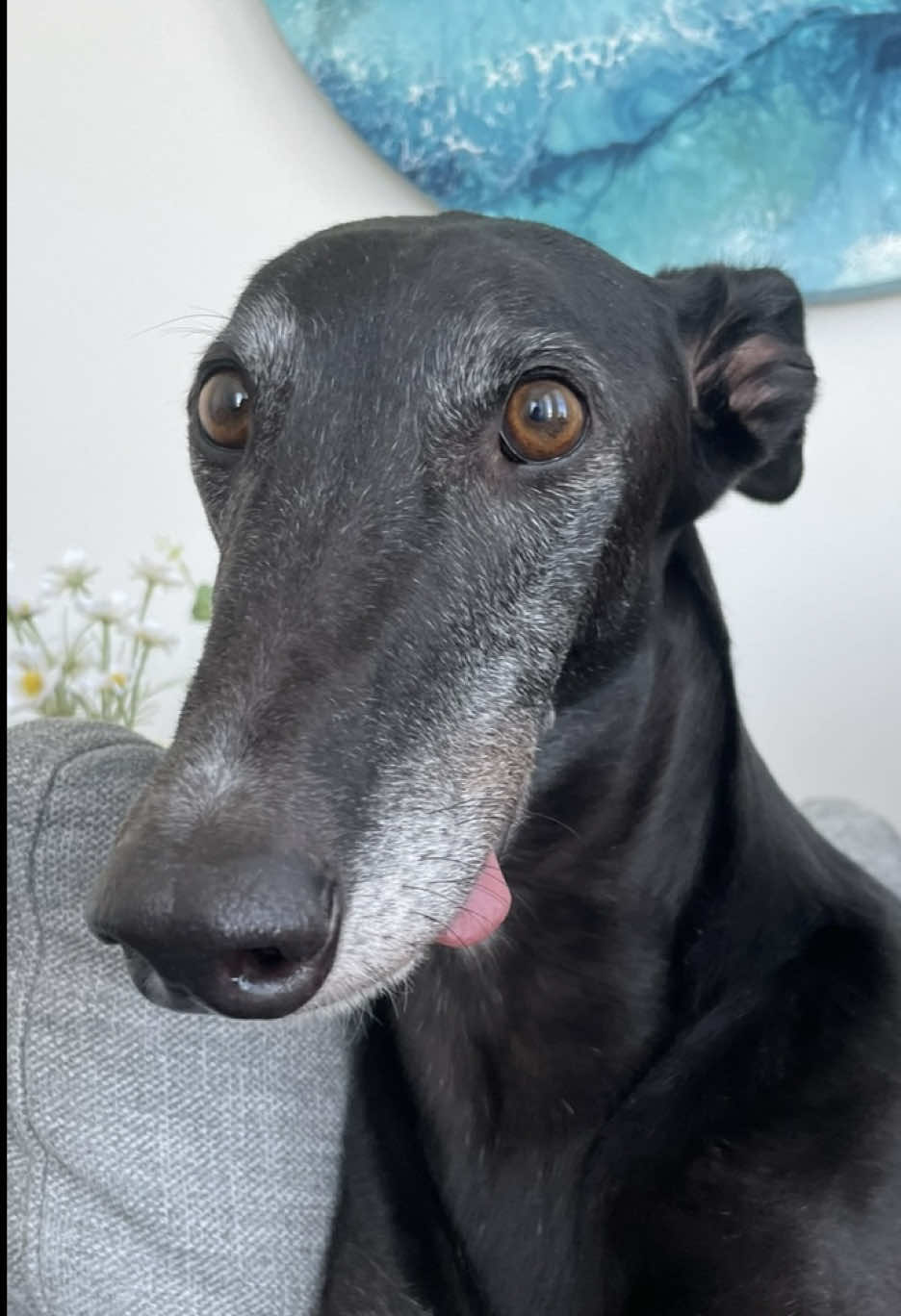 @chilli the greyhound 🌶️