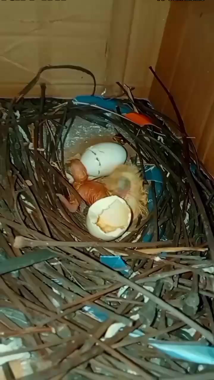 @Jose & putra si burung nakal