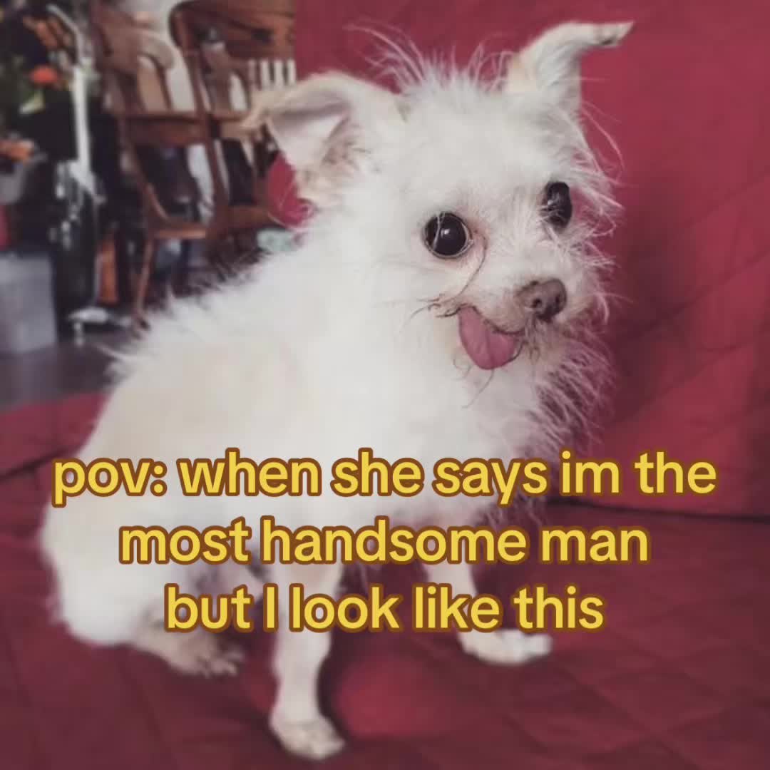@The Bark Archive
