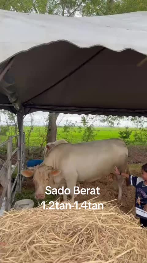 @sakeriibrahim991