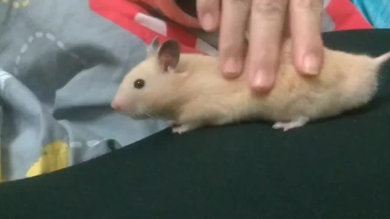 @鼠不盡的精彩