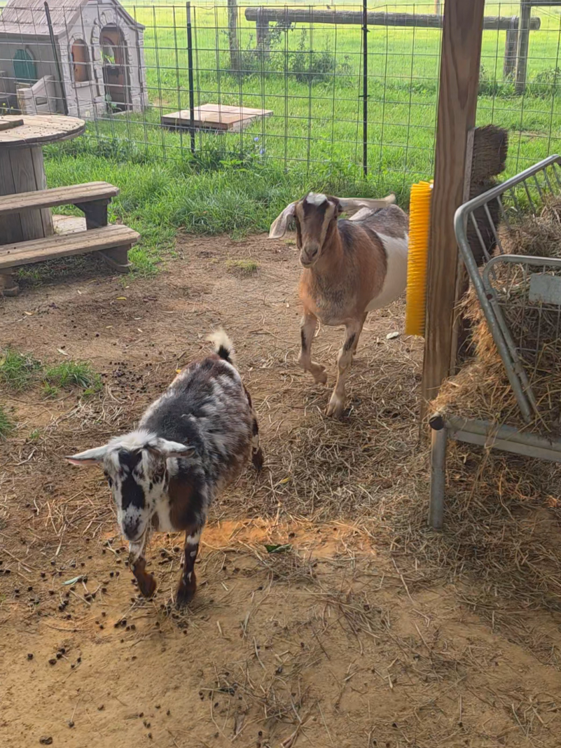 @HarmonyHillFarmSanct
