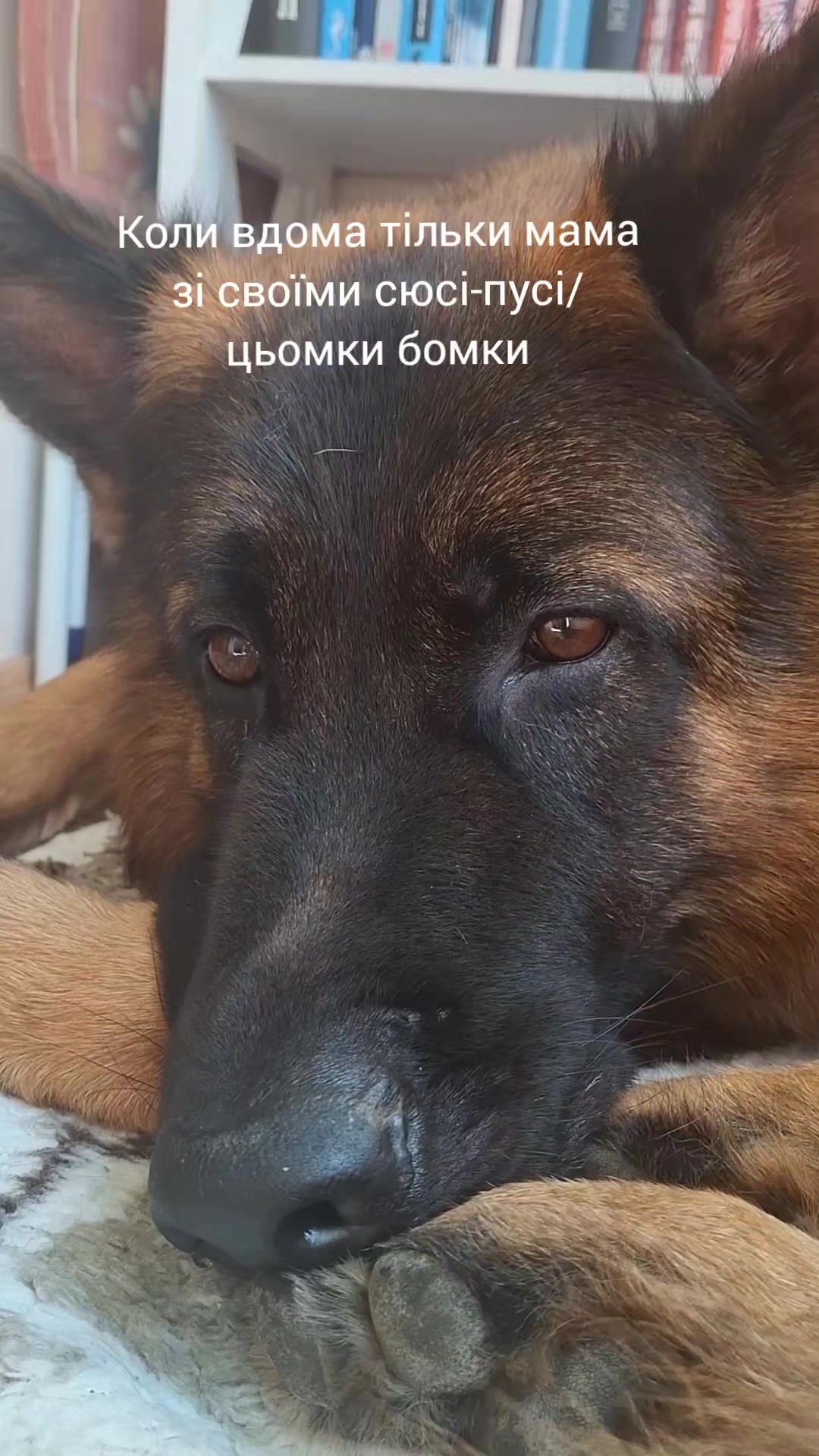 @МАТЬ ДРАКОНІВ🤣