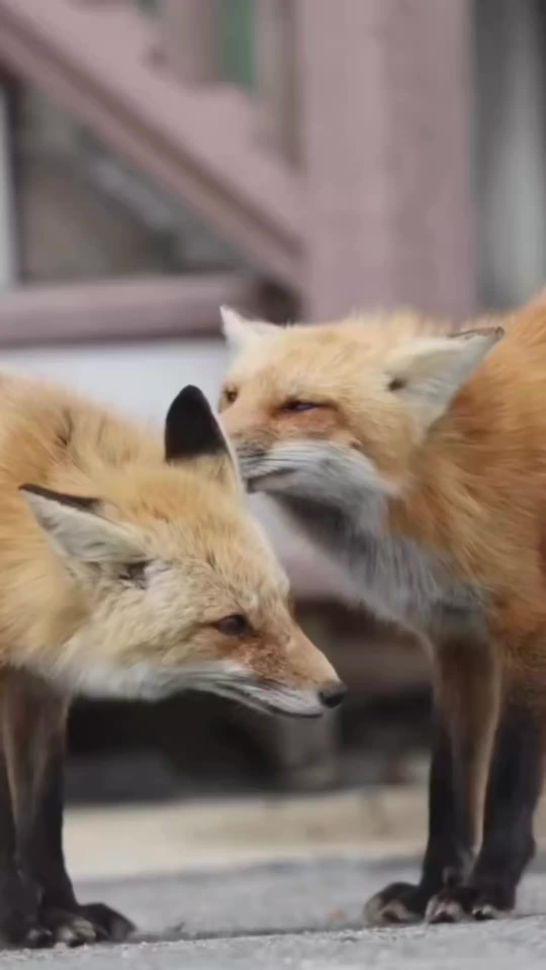 @Oldsilverfur