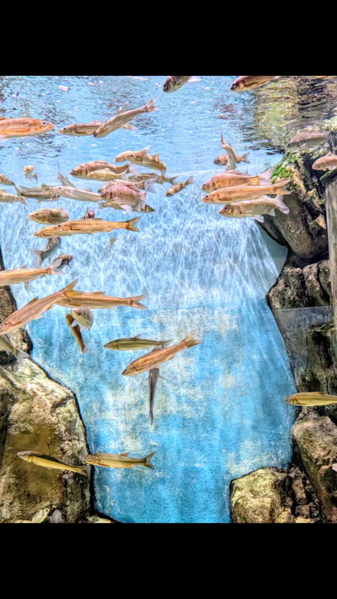 @🐬🐬あいか🐬🐬🌵