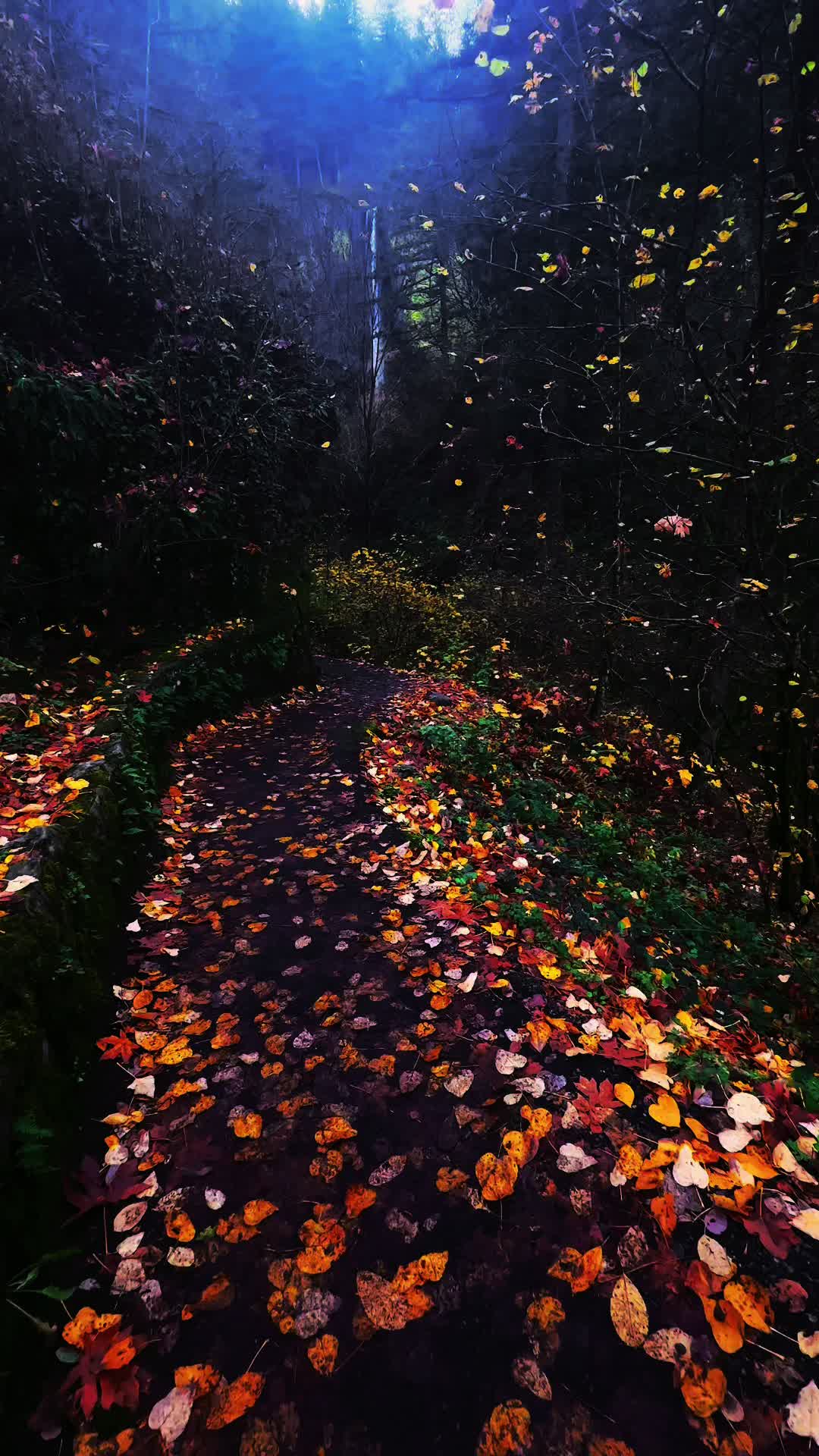 @naturesforestcore