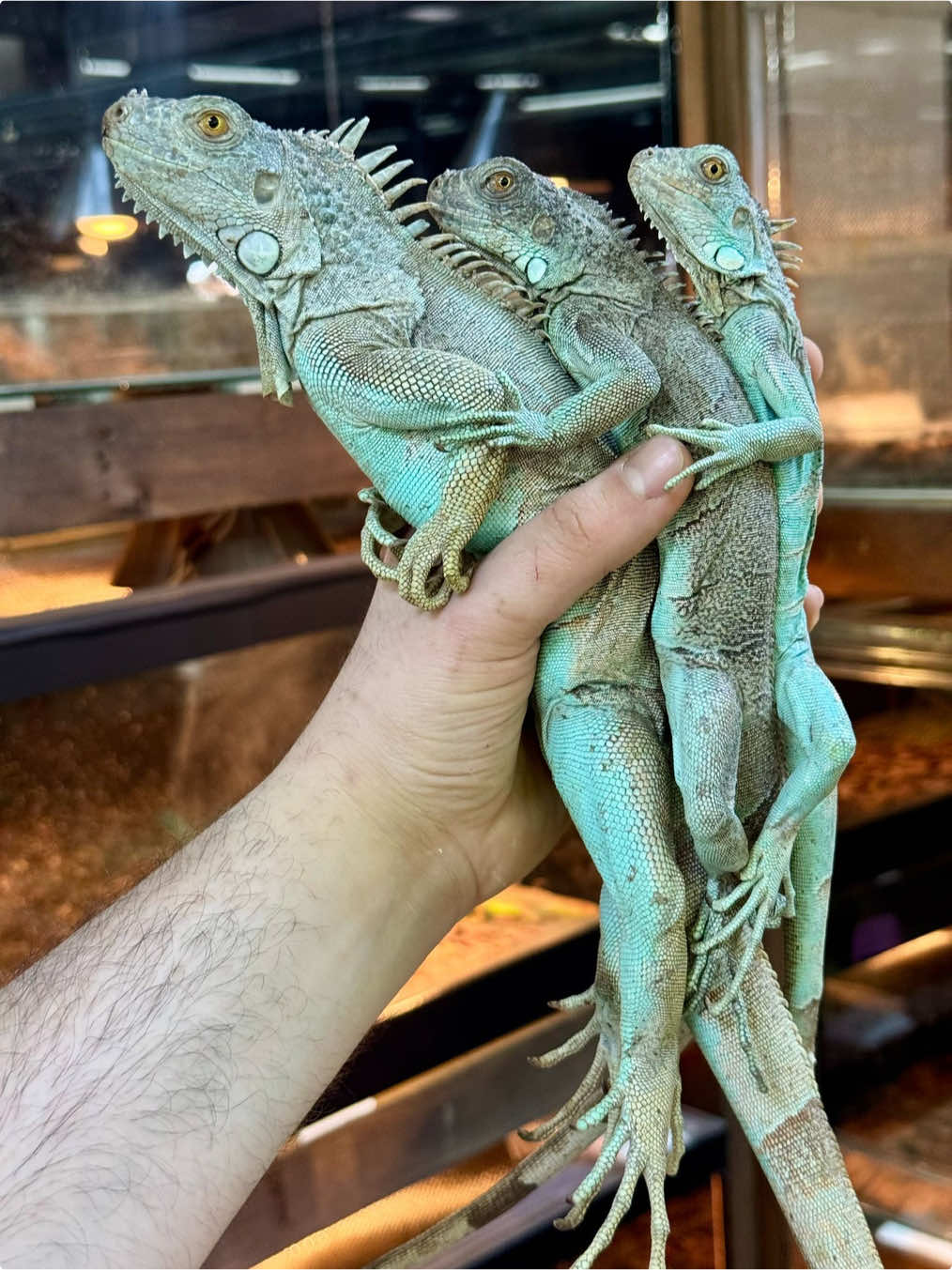 @KANMAZ PETSHOP
