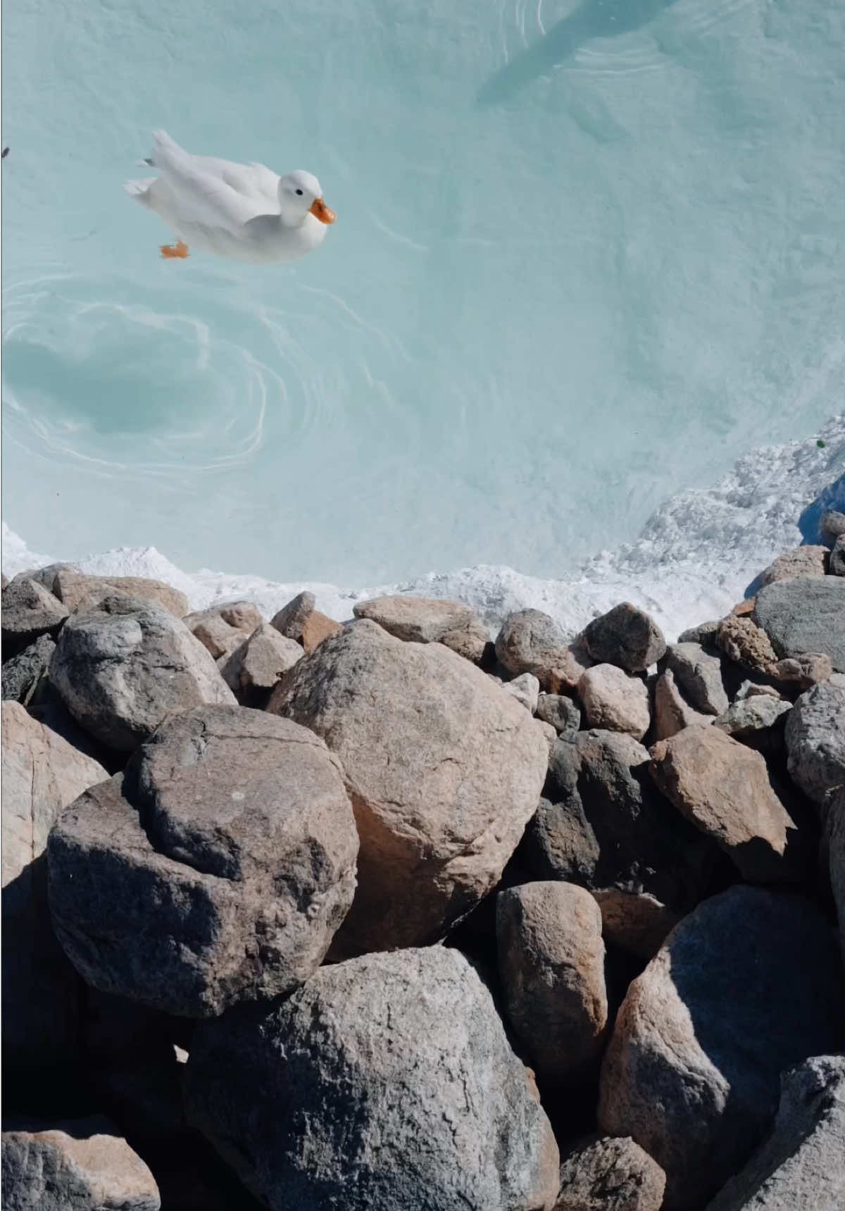 @ducks_in_space🪿🪿💦