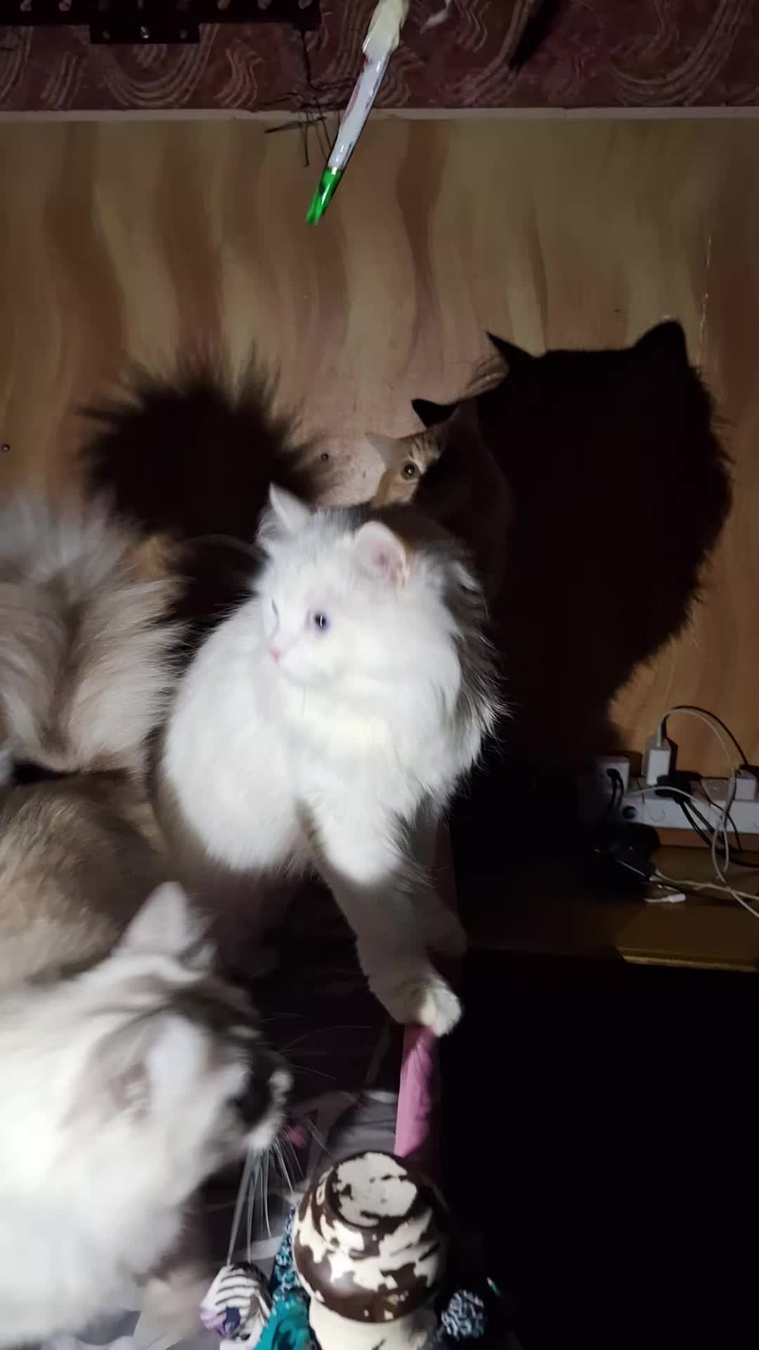 @myfurbabiesinksa