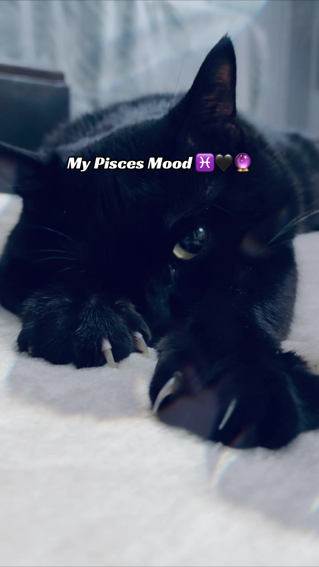 @TheFrenchGirl👑
